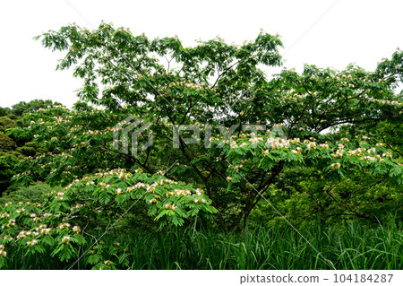 夏花：合歡樹豆科落葉高喬木。 104184287
