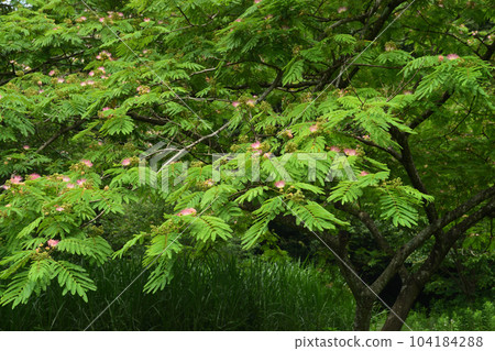 夏花：合歡樹豆科落葉高喬木。 104184288