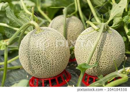 Delicious melon growing in the field Delicious melon growing in the field 104184338