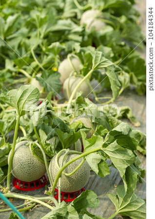 田裡生長的美味瓜 104184344