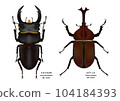 Giant stag beetle and beetle 104184393