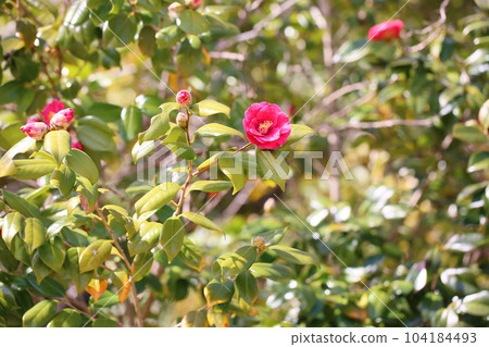 Sasanqua花 104184493