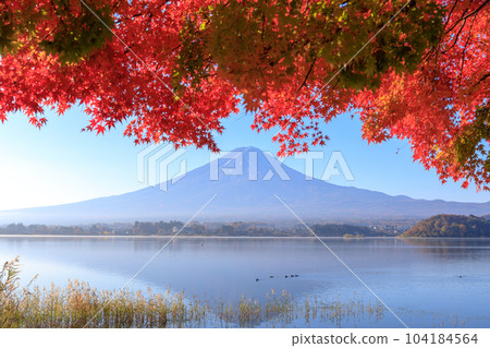 "Yamanashi Prefecture" Mt.Fuji and autumn leaves Lake Kawaguchi 104184564