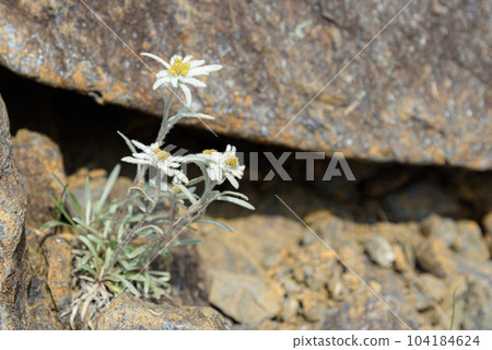 An endangered species of summer alpine plant "Hosobahinausu Yukisou" that blooms on Mt. Tanigawa 104184624