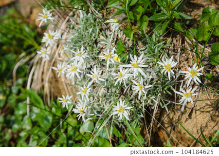 An endangered species of summer alpine plant "Hosobahinausu Yukisou" that blooms on Mt. Tanigawa 104184625