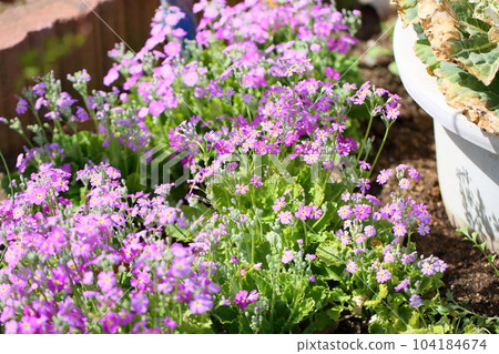 Primulae flower 104184674