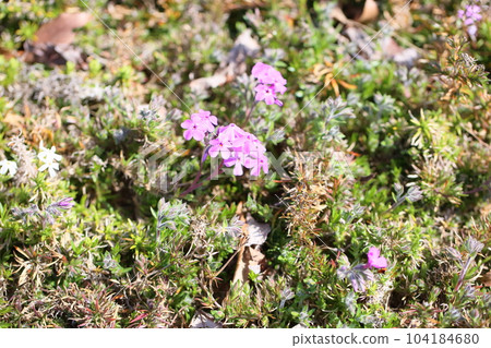 Shibazakura flowers Shibazakura flowers 104184680