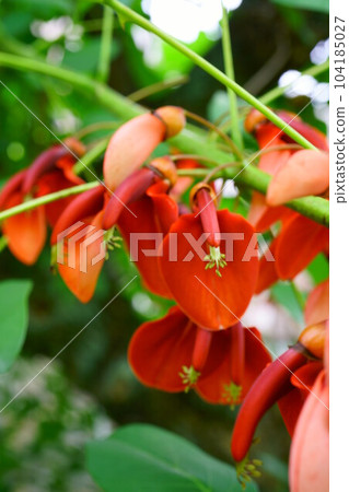 4708 American Deigo 104185027