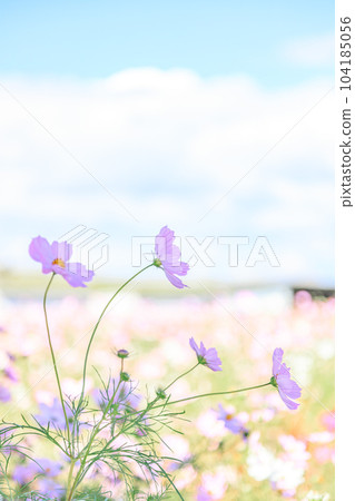 秋櫻花隨風搖曳的特寫 | 垂直構圖 104185056