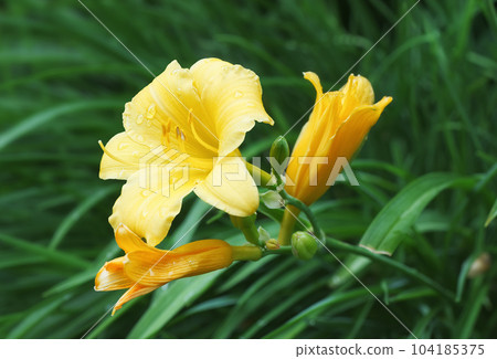 Hemerocallis lilioasphodelus, blooming flower also known as yellow daylily with drops of water of morning dew. 104185375