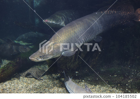 Pirarucu 和魚 大型淡水魚 Aquatoto 104185502