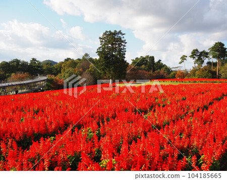 以大山為背景的紅鼠尾草田 以大山為背景的紅鼠尾草田 104185665