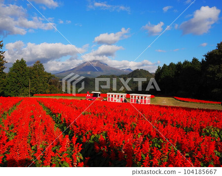 以大山為背景的紅鼠尾草田 104185667