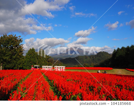 以大山為背景的紅鼠尾草田 104185668