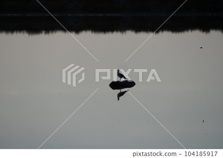 Beautiful Camargue nature reserve in France 104185917