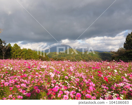 Cosmos field in full bloom at Tottori Hanakairo Cosmos field in full bloom at Tottori Hanakairo 104186083