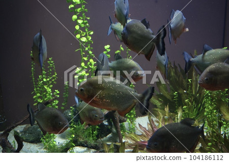 Herd of piranha Aquatoto Herd of piranha Aquatoto 104186112