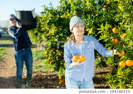 Concentrated farmer girl plucks tangerines from a tree 104186324