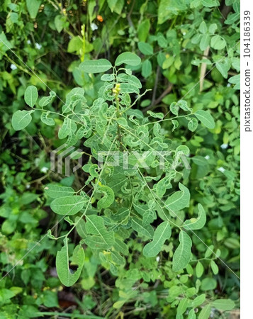 Close up of black locust plant Close up of black locust plant 104186339