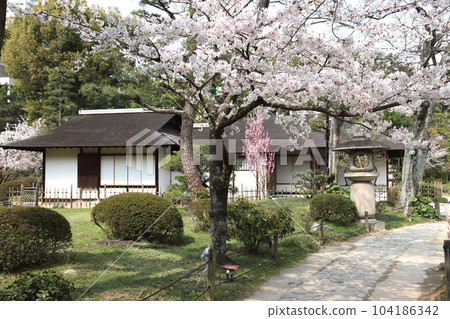 廣島縮景園 春天 104186342
