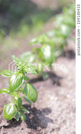 How nutritious basil grows while photosynthesizing 104186418
