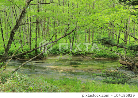 Kamikochi森林和清澈的溪流 104186929