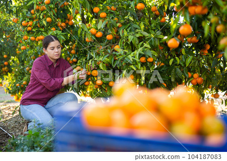 Female hired employee harvesting tangerines in garden Female hired employee harvesting tangerines in garden 104187083