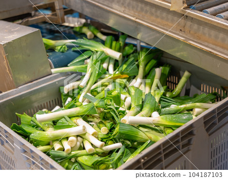 Washed green onions unloaded into plastic box from conveyor sorting line Washed green onions unloaded into plastic box from conveyor sorting line 104187103