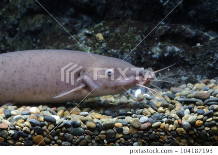 Electric Catfish Aquatoto Electric Catfish Aquatoto 104187193