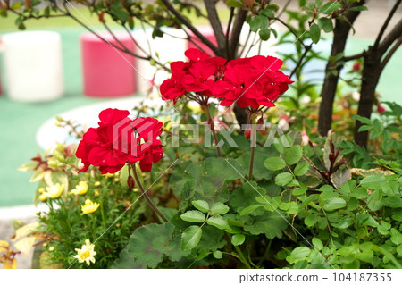Geranium flowers Geranium flowers 104187355