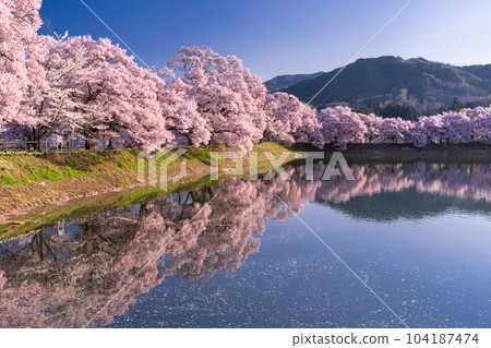 《Nagano Prefecture》 Rokudo no Tsutsumi and cherry blossoms in full bloom 《Nagano Prefecture》 Rokudo no Tsutsumi and cherry blossoms in full bloom 104187474