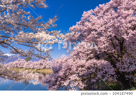 《長野縣》六道之堤與盛開的櫻花 104187490