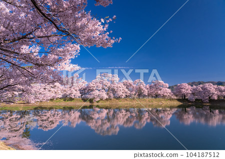 《長野縣》六道之堤與盛開的櫻花 104187512