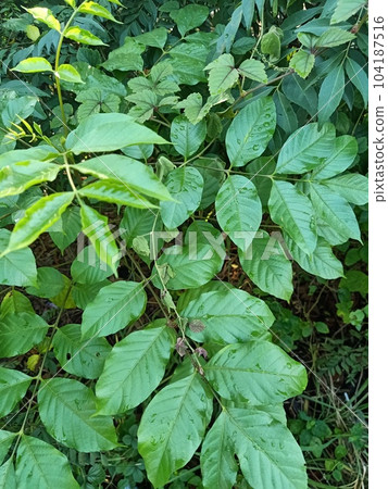 Close up of ranabili plant Close up of ranabili plant 104187516