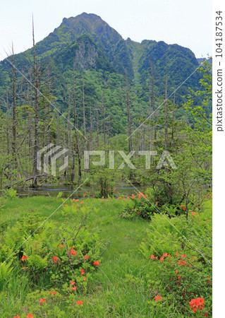 Kamikochi Dakesawa Marsh in early summer 104187534