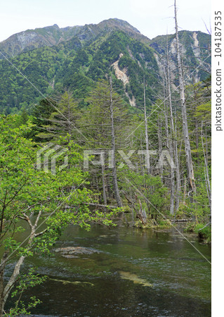 Kamikochi Dakesawa Marsh in early summer 104187535