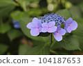  繡球花 104187653