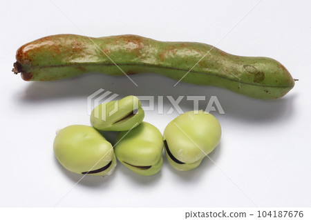 豌豆果實 豌豆果實 104187676