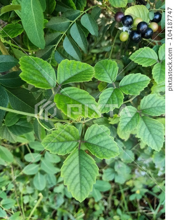 Close up of yabu garashi plant  104187747