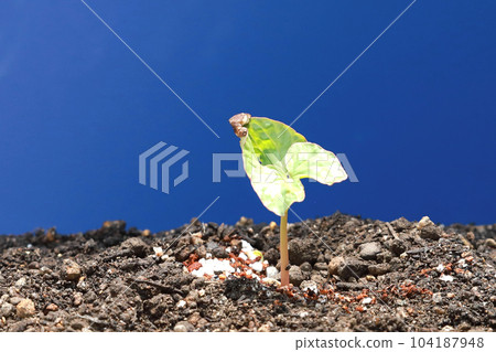 Morning glory germination Morning glory germination 104187948