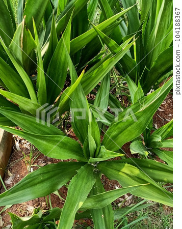 Close up of giant cabuya plant Close up of giant cabuya plant 104188367