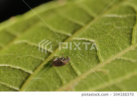 生物,昆蟲,金針象,身體小。大眼睛和長鼻子真是像鼻蟲 生物,昆蟲,金針象,身體小。大眼睛和長鼻子真是像鼻蟲 104188370