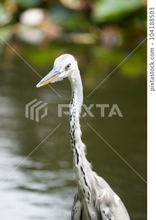 heron has a long neck heron has a long neck 104188503