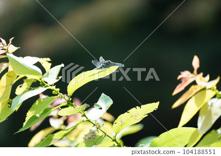 Dragonfly Dragonfly 104188551