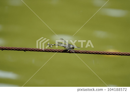 Dragonfly  104188572