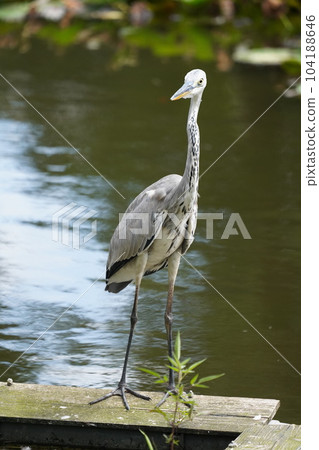 Heron 104188646