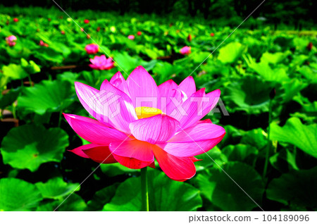 蓮花 蓮花 104189096