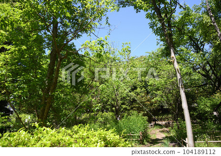 The fresh greenery of Higashitakane Forest Park 104189112