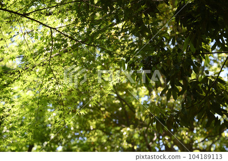 The fresh greenery of Higashitakane Forest Park 104189113