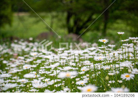 法國Giku 104189206